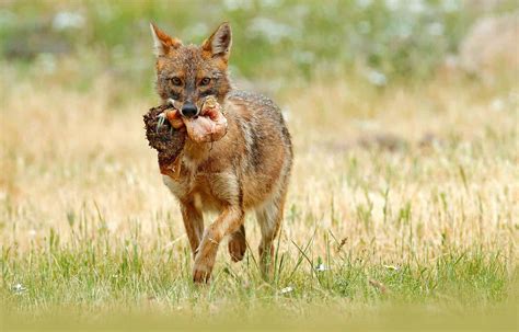 Jackals