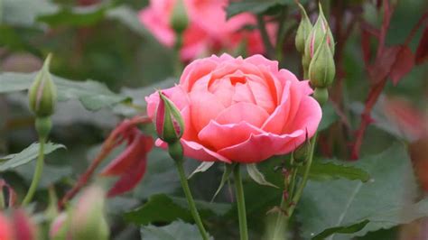 Roses - Shrub Roses, Floribundas, Hybrid Teas