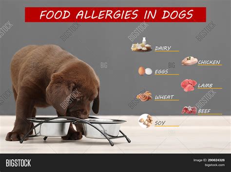 Are Dogs Allergic To Chocolate? A Vet’s Guide To Safety