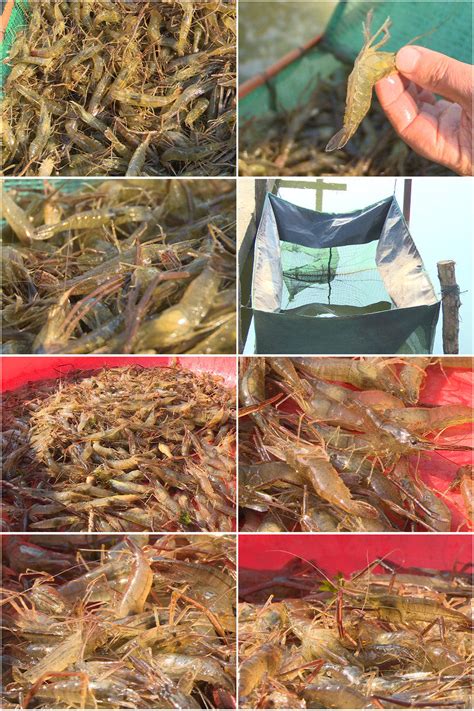 【海之林】白虾大虾对虾 广州冷冻海鲜冷冻食品批发 水冻白虾-阿里巴巴