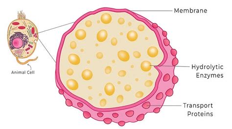 Cell: The Unit of Life Chapter Notes - Biology Class 11 - NEET PDF Download