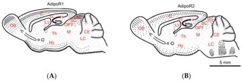 Distribution of Adiponectin Receptors in the Brain of Adult Mouse ...