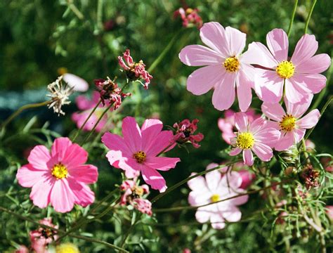 6 Longest Blooming Annual Flowers You Need in Your Garden