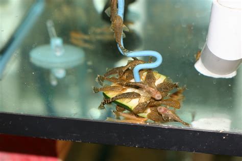 Image result for Discus Albinos