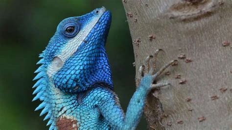 Unbelievable shades in the wild: 4 lizard colours you’ve probably never ...