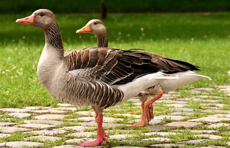 Image result for Goose Sim