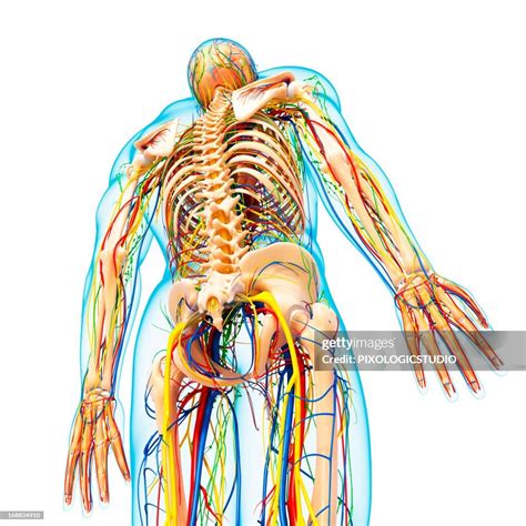 Anatomy Qrm