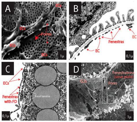 Dynamics of Endothelial Cell Diversity and Plasticity in Health and Disease