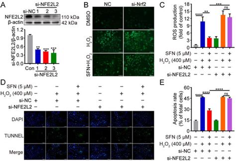 Sulforaphane Suppresses H2O2-Induced Oxidative Stress and Apoptosis via ...