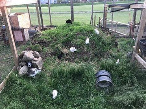 DIY Rabbit Colony 的图像结果