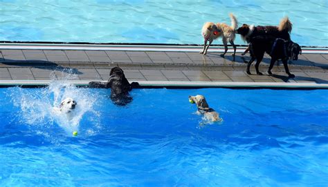 Dogs Swim Lessons 的图像结果