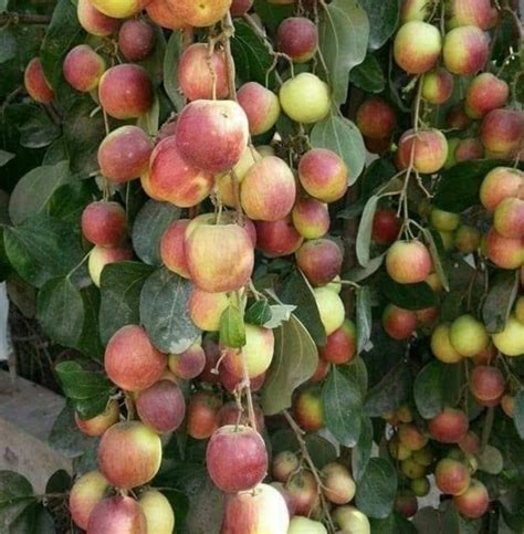 ATP Seedless Apple Bar Jujube Fruit Dwarf Grafted Live Plant : Amazon ...