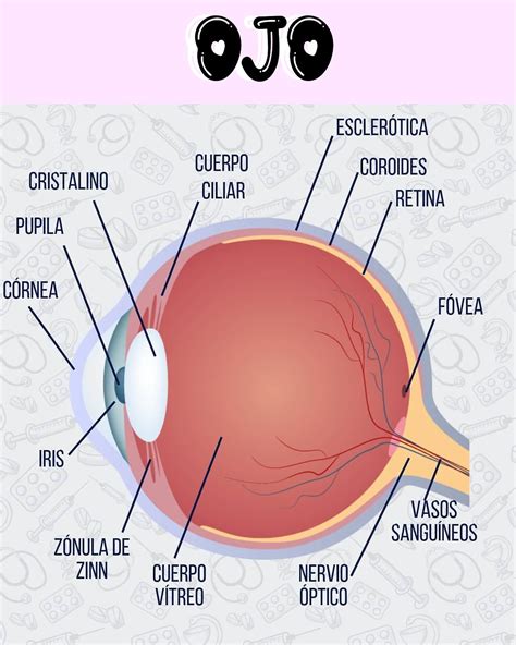 Pin de caliope ladd en ciencias naturales | Anatomía del ojo, Lecciones ...