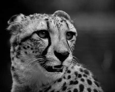 Download wallpaper 1280x1024 cheetah, muzzle, black white, mutation ...