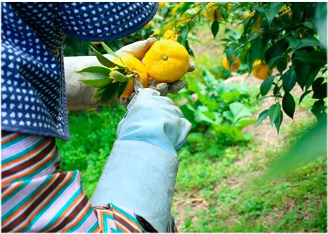 Object Detection for Yellow Maturing Citrus Fruits from Constrained or ...