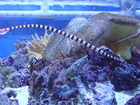 Image result for Marine Water Tank Tutorial