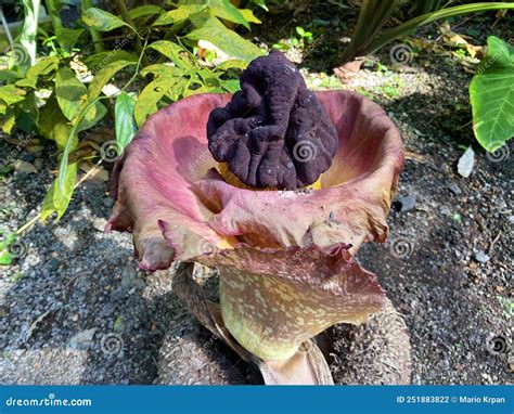 Elephant Foot Yam / Amorphophallus Paeoniifolius / Whitespot Giant Arum ...