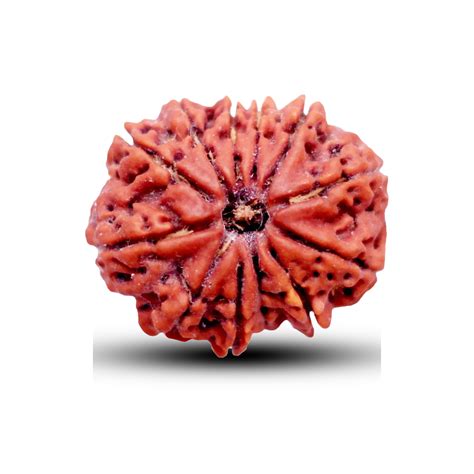 12 Mukhi Rudraksha (Nepali) - Medium – Shiv Kripa Rudraksha