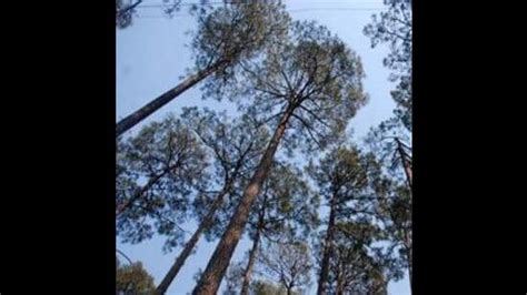 Ministry eases afforestation process for coal blocks