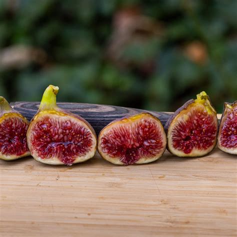 UNK Sicilian Dark – Chesapeake Figs