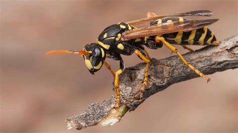 Why Do Wasps Even Exist? Discover Their Purpose in the Environment - A ...