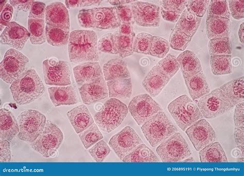 Image result for Cell Diffusion Microscope