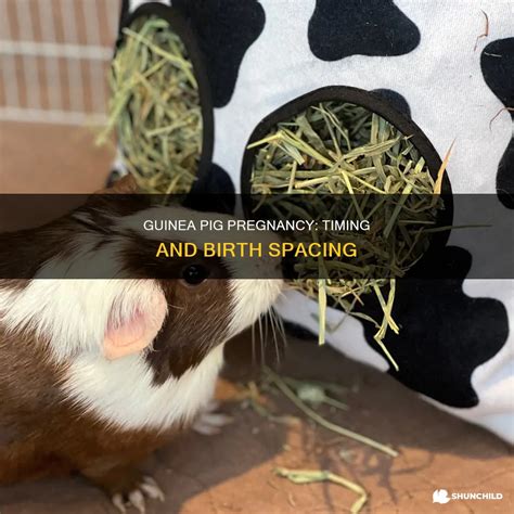 Guinea Pig Pregnancy: Timing And Birth Spacing | ShunChild