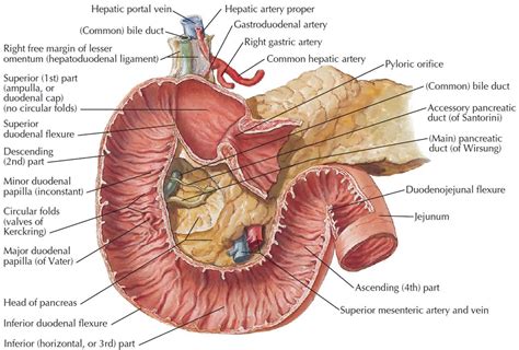 Image result for Duodenum Part