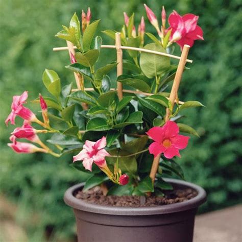 Buy Mandevilla Plants online from Nurserylive at lowest price.