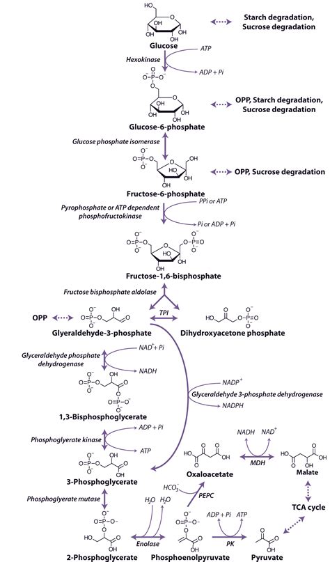 Glycolysis Enzymes