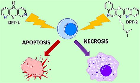 Tri- and Pentacyclic Azaphenothiazine as Pro-Apoptotic Agents in Lung ...