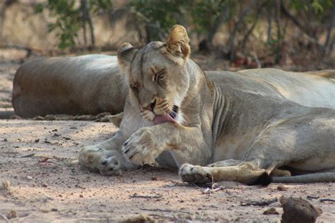 Do Lions Groom Themselves - Explore the Best Outdoor Gear, Animal Guides, and Wildlife Resources