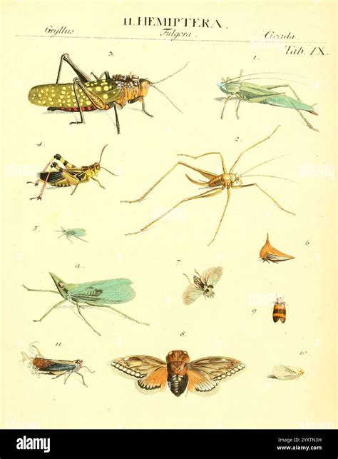 Dr. Sulzer's Abgekürtze Geschichte der Insecten Winterthur, Bey H. Steiner, 1776, crustacea ...