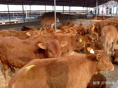 臭味造成牛场空气污染，牛场除臭剂成为饲养员的解决办法 - 知乎