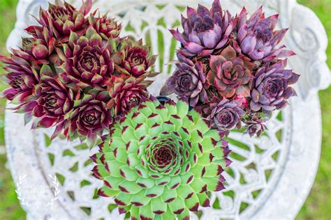 Sempervivum – Trio of large, potted – hardy outdoor succulents for ...
