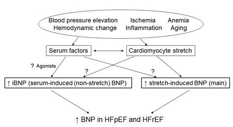 Serum-Induced Expression of Brain Natriuretic Peptide Contributes to ...