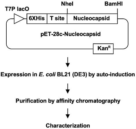 Production of SARS-CoV-2 nucleocapsid protein in Escherichia coli and ...