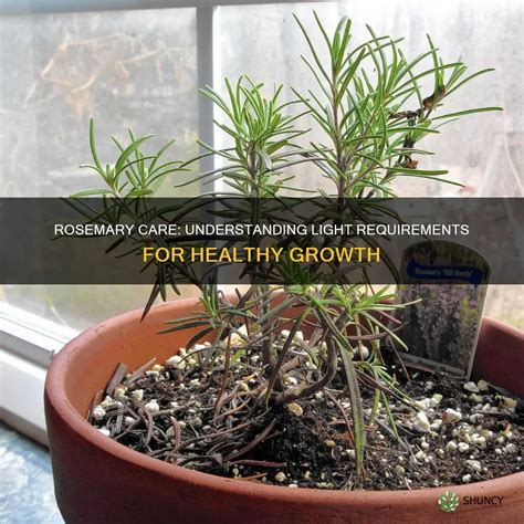 Rosemary Care: Understanding Light Requirements For Healthy Growth | ShunCy