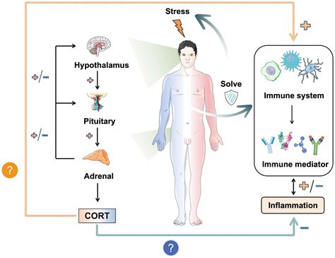 Frontiers | Corticosterone effects induced by stress and immunity and inflammation: mechanisms ...