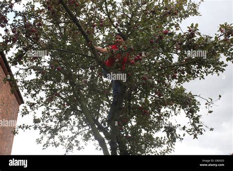 Image result for Tree Shaking