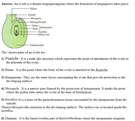 Image result for Functions of Labelling Class 12 Bio Ch. 1 Groth of Pollen Tube