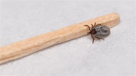 The Life Cycle of a Tick (and Why It Matters to You)