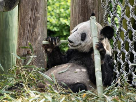 大熊猫丫丫已落地北京，潮新闻记者在北京动物园守候，门口已聚拢不少粉丝