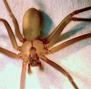 Image result for brownreclusespider