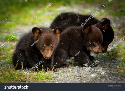 8,711 imágenes de North carolina animals - Imágenes, fotos y vectores ...