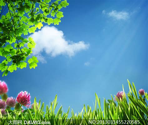 蓝天白云草丛树叶风景摄影高清图片_大图网图片素材