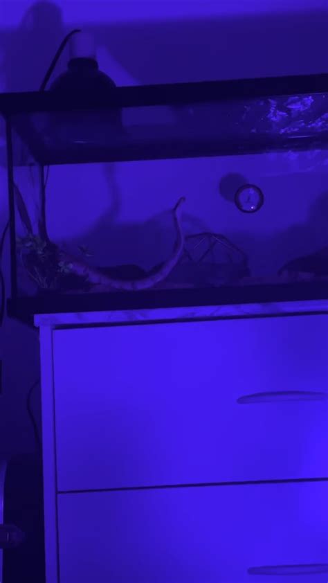 Ball Python Wobble 的图像结果