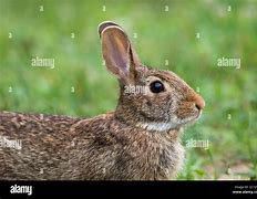 Image result for Rabbit Side Profile Drawing