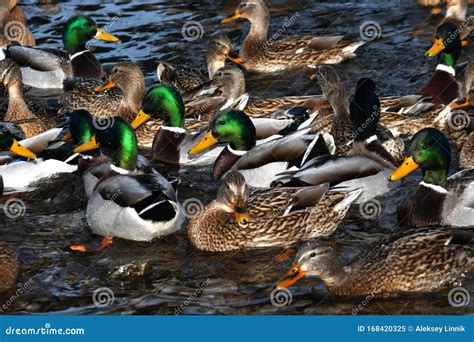 Group of ducks on the pond stock image. Image of wings - 168420325