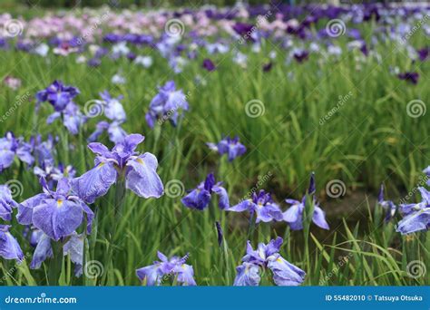 Japanese irises stock photo. Image of irises, flower - 55482010